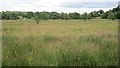 Wetland pasture