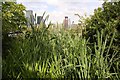 Reeds in Surrey Docks Farm