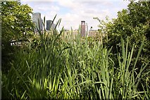 TQ3679 : Reeds in Surrey Docks Farm by Steve Daniels