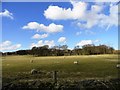 Looking across to Usher College