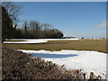 Grazing field and Pen-y-rhos wood