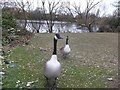 Canadian Geese in Parsloes Park