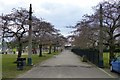 Cherry trees in Highfield Park