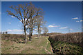 Bridleway in Spring