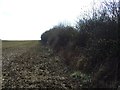 Hedgerow beside the Fosse Way