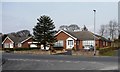 Monkey puzzle tree, Sandmoor Lane