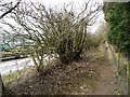 Footpath to Brandon Lane