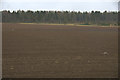 Strelitz Wood from near Laystone, near Coupar Angus