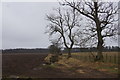 Fields at Gallowhill, near Burrelton