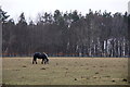 Horse in a field, Whitelea Road, Burrelton