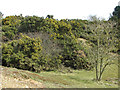 Flowering gorse at Toby