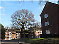 Tree in the centre of Beaconsfield Close