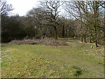 TQ4693 : Woodland edge, Hainault Forest by Robin Webster