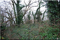 SX9267 : Woodland by the link path by N Chadwick