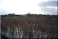 SX9783 : Reeds, Powderham Park by N Chadwick