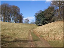SP4316 : Wychwood Way through Blenheim Park by David P Howard