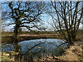 Tiny pond just off Whitehouse Lane