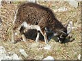 NS0529 : Soay sheep, Holy Island by Rob Farrow