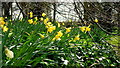 Spring sunshine and daffodils