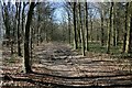 SU6279 : The Chiltern Way in Great Chalk Wood by Des Blenkinsopp