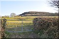 Mid Devon : Grassy Field & Gate