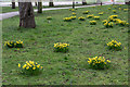 Daffodils, Broomfield Park, London  N13