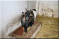 SJ9921 : Quizzical goat - Shugborough Park Farm by Chris Allen