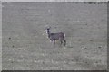 Mid Devon : Grassy Field & Deer