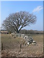 Dry stone wall