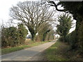 Country Lane, close to Thorrington