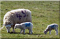 SE9819 : Ewe and Lambs near Horkstow by David Wright