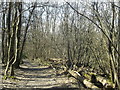 Path in Ambley Wood