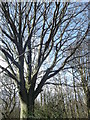 Tree in Ambley Wood