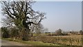 Old tree on Wood Lane, Gringley on the Hill