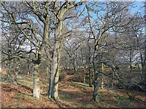 NH5857 : Drummondreach Wood and its natural woodland by Julian Paren