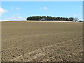 NY9772 : Farmland and copse west of West Bingfield by Mike Quinn