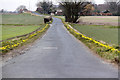 Dam Head Lane with daffodil hedges