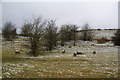 SD5490 : Sheep in Garth's Plantation by Bill Boaden