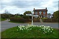 Island with daffodils and signpost at Carter