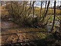 Puddle on Red Hill Lane