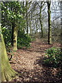 Path through the woods