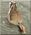 J4774 : Greylag geese, Kiltonga, Newtownards (9) by Albert Bridge