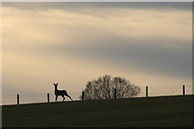 NO1947 : Roe Deer on the skyline, near Broad Moss, Rattray by Mike Pennington