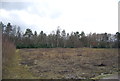 Cleared forest, Broadwater Forest