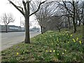 Daffodils on London Road