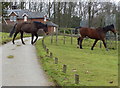 Horses crossing Skeffington Road