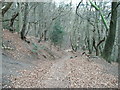 The stepped path down to Squirrels Jump at Alderley Edge