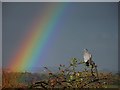 SE4104 : Coo what a rainbow by Steve  Fareham