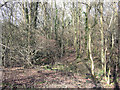 Thick scrub on Moorend Common