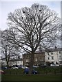 Rook nests on Low Green, Gainford